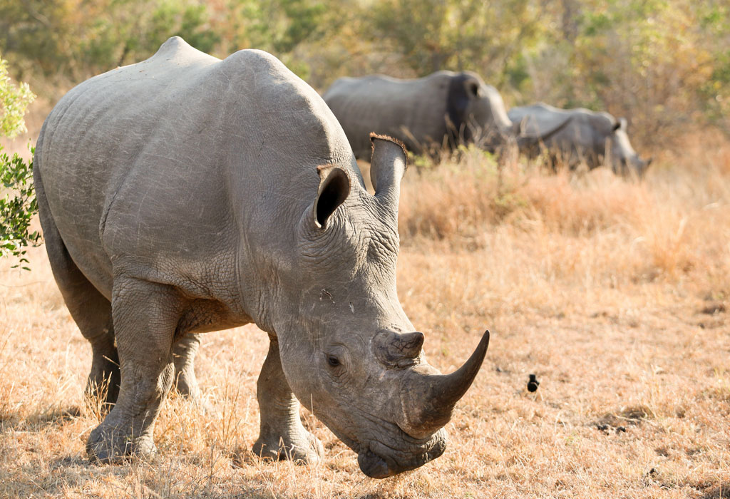 white-rhino